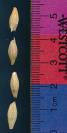 KERNELS